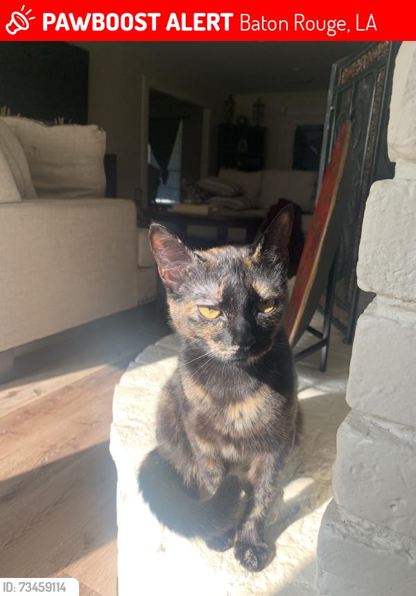 Lost Female Cat last seen wenham dr, Baton Rouge, LA 70815