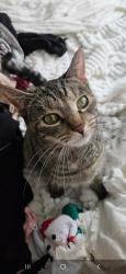 Lost Female Cat last seen Noel st, Louisville, OH 44641