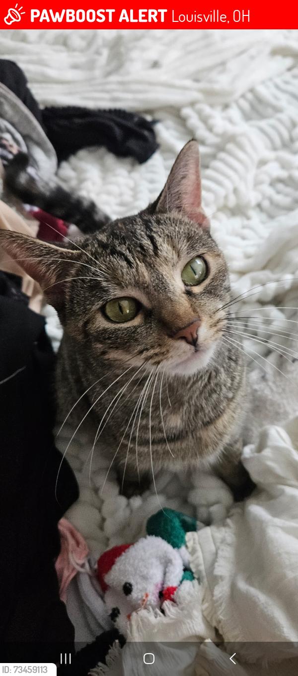 Lost Female Cat last seen Noel st, Louisville, OH 44641