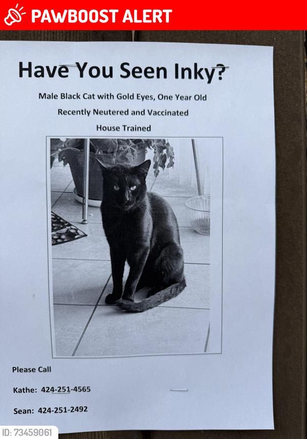 Lost Male Cat last seen Via Carillo, Palos Verdes Estates, CA 90274