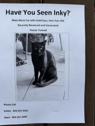 Lost Male Cat last seen Via Carillo, Palos Verdes Estates, CA 90274