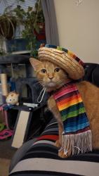 Lost Female Cat last seen Rugby & McClellan, Schenectady, NY 12309