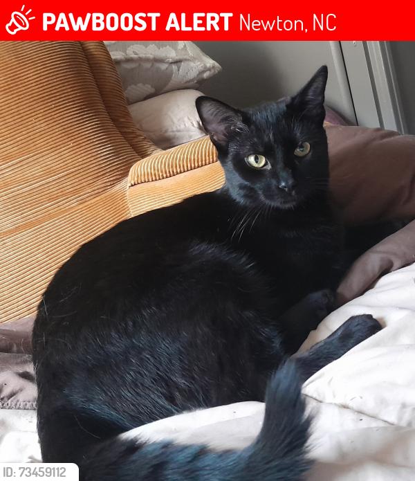 Lost Male Cat last seen Dollar General, Newton, NC 28658