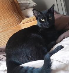 Lost Male Cat last seen Dollar General, Newton, NC 28658