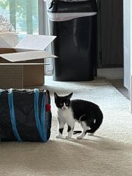 Lost Female Cat last seen Anza & Torrance, Torrance, CA 90503