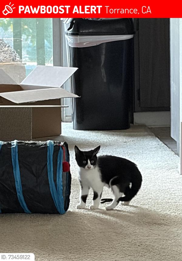Lost Female Cat last seen Anza & Torrance, Torrance, CA 90503
