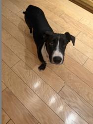 Shelter Stray Female Dog last seen N Park Drive, City of Madera, CA, 205 Tozer St, Madera, CA 93638, USA