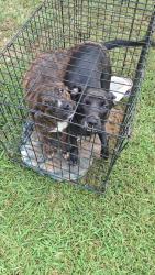 Found/Stray Female Dog last seen Near carver cv, Jackson, TN 38301