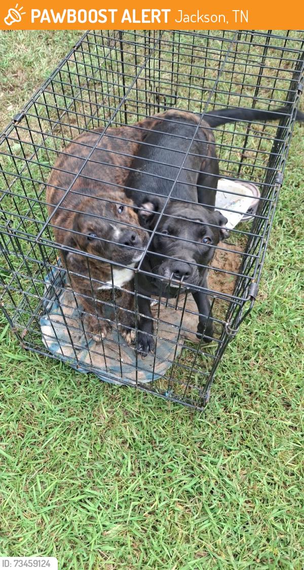 Found/Stray Female Dog last seen Near carver cv, Jackson, TN 38301