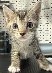 Shelter Stray Male Cat last seen Near Hidden Chase, Stone Mountain, GA 30088, 30088, GA, 3280 Chamblee Dunwoody Rd, Chamblee, GA 30341, USA