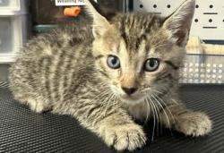 Shelter Stray Male Cat last seen Near Hidden Chase, Stone Mountain, GA 30088, 30088, GA, 3280 Chamblee Dunwoody Rd, Chamblee, GA 30341, USA