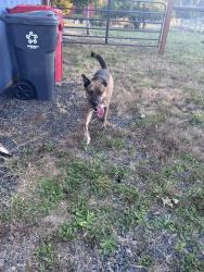 Found/Stray Male Dog last seen Donald rd NE, Aurora, OR 97002