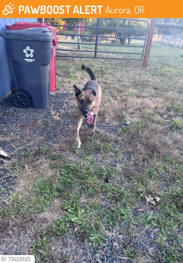 Found/Stray Male Dog last seen Donald rd NE, Aurora, OR 97002