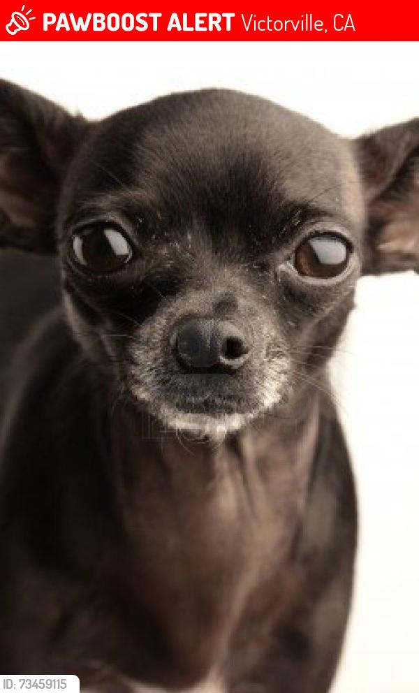 Lost Female Dog last seen D st trailer park, Victorville, CA 92307