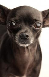 Lost Female Dog last seen D st trailer park, Victorville, CA 92307