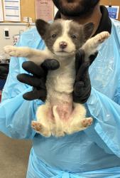 Shelter Stray Male Dog last seen S East Ave & E floral Ave, Fresno Zone Fresno CO 4 93725, CA, 1510 W Dan Ronquillo Dr, Fresno, CA 93706, USA
