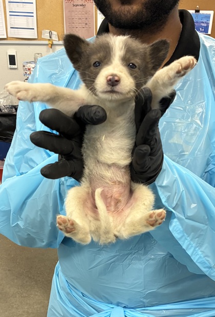 Shelter Stray Male Dog last seen S East Ave & E floral Ave, Fresno Zone Fresno CO 4 93725, CA, 1510 W Dan Ronquillo Dr, Fresno, CA 93706, USA