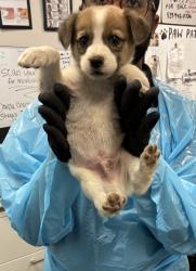 Shelter Stray Male Dog last seen S East Ave & E floral Ave, Fresno Zone Fresno CO 4 93725, CA, 1510 W Dan Ronquillo Dr, Fresno, CA 93706, USA
