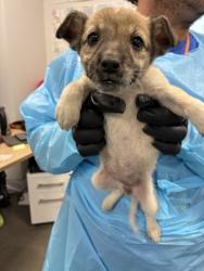 Shelter Stray Male Dog last seen S East Ave & E floral Ave, Fresno Zone Fresno CO 4 93725, CA, 1510 W Dan Ronquillo Dr, Fresno, CA 93706, USA