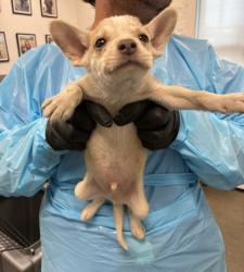 Shelter Stray Male Dog last seen S East Ave & E floral Ave, Fresno Zone Fresno CO 4 93725, CA, 1510 W Dan Ronquillo Dr, Fresno, CA 93706, USA