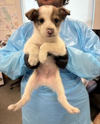 Shelter Stray Male Dog last seen S East Ave & E floral Ave, Fresno Zone Fresno CO 4 93725, CA, 1510 W Dan Ronquillo Dr, Fresno, CA 93706, USA