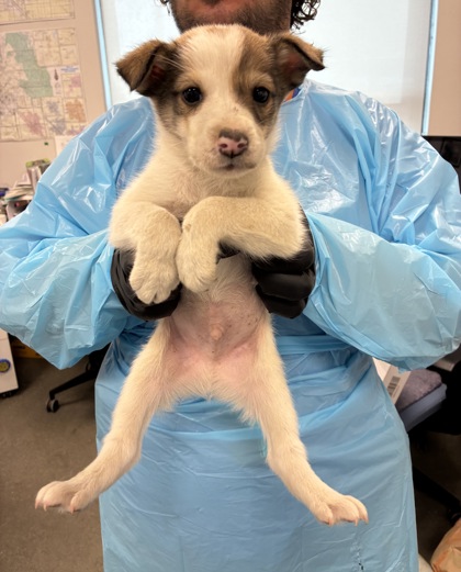 Shelter Stray Male Dog last seen S East Ave & E floral Ave, Fresno Zone Fresno CO 4 93725, CA, 1510 W Dan Ronquillo Dr, Fresno, CA 93706, USA