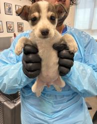 Shelter Stray Female Dog last seen S East Ave & E floral Ave, Fresno Zone Fresno CO 4 93725, CA, 1510 W Dan Ronquillo Dr, Fresno, CA 93706, USA