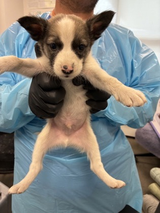 Shelter Stray Male Dog last seen S East Ave & E floral Ave, Fresno Zone Fresno CO 4 93725, CA, 1510 W Dan Ronquillo Dr, Fresno, CA 93706, USA