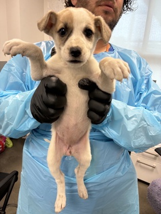Shelter Stray Female Dog last seen S East Ave & E floral Ave, Fresno Zone Fresno CO 4 93725, CA, 1510 W Dan Ronquillo Dr, Fresno, CA 93706, USA