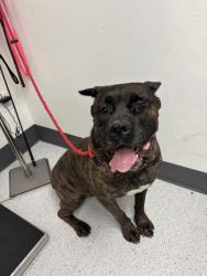 Shelter Stray Female Dog last seen , , CA, 1101 29th Ave, Oakland, CA 94601, USA