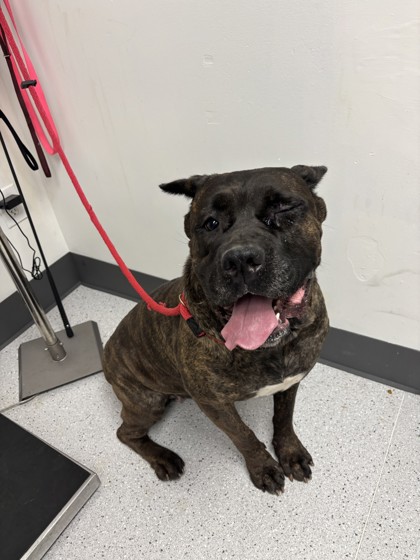 Shelter Stray Female Dog last seen , , CA, 1101 29th Ave, Oakland, CA 94601, USA