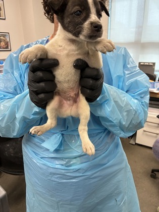 Shelter Stray Male Dog last seen S East Ave & E floral Ave, Fresno Zone Fresno CO 4 93725, CA, 1510 W Dan Ronquillo Dr, Fresno, CA 93706, USA