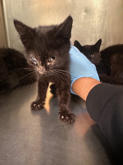 Shelter Stray Unknown Cat last seen 73rd and MacArthur, Oakland,, 1101 29th Ave, Oakland, CA 94601, USA