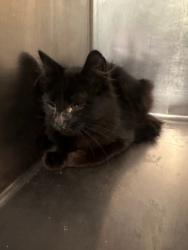 Shelter Stray Unknown Cat last seen 73rd and MacArthur, Oakland,, 1101 29th Ave, Oakland, CA 94601, USA