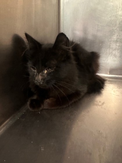 Shelter Stray Unknown Cat last seen 73rd and MacArthur, Oakland,, 1101 29th Ave, Oakland, CA 94601, USA