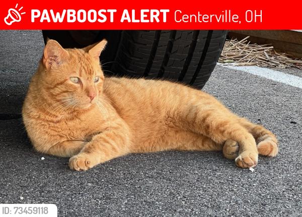 Lost Male Cat last seen Bradstreet Rd, Benhams Grove, Boston Stoker Coffee, Centerville, OH 45459