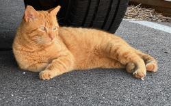 Lost Male Cat last seen Bradstreet Rd, Benhams Grove, Boston Stoker Coffee, Centerville, OH 45459