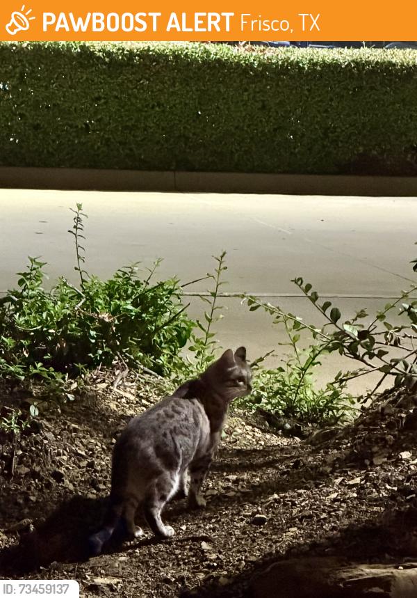 Found/Stray Unknown Cat last seen Willow Bend Dental, Frisco, TX 75034