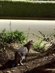 Found/Stray Unknown Cat last seen Willow Bend Dental, Frisco, TX 75034