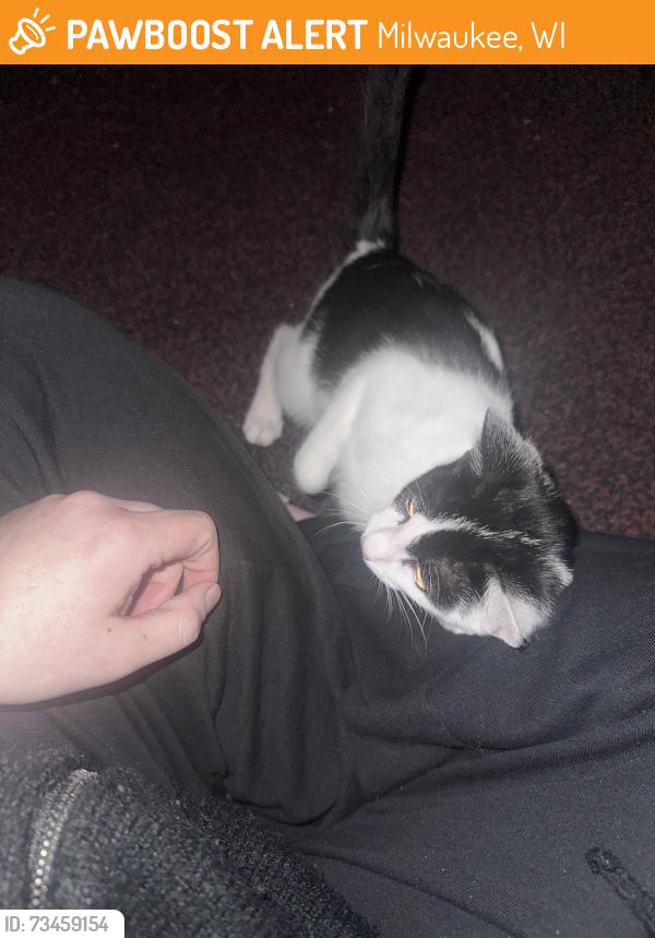 Found/Stray Female Cat last seen Mitchell school, Milwaukee, WI 53221