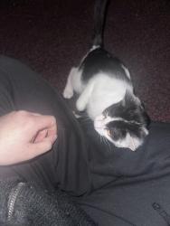 Found/Stray Female Cat last seen Mitchell school, Milwaukee, WI 53221