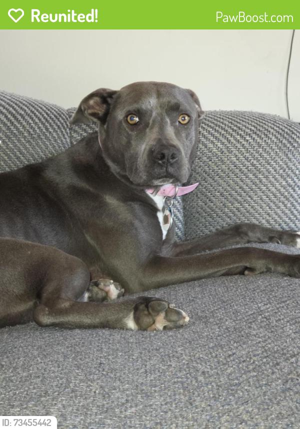 Reunited Female Dog last seen Arthur Ave and Vebdargriff, Oceanside, CA 92057