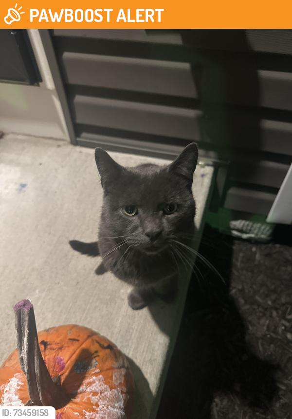 Found/Stray Male Cat last seen Bradford Run housing plan, South Strabane Township, PA 15301