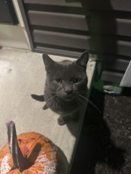 Found/Stray Male Cat last seen Bradford Run housing plan, South Strabane Township, PA 15301