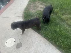 Found/Stray Unknown Dog last seen Ontario and Border, Corona, CA 92882
