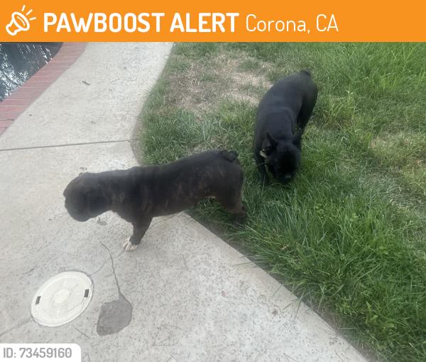 Found/Stray Unknown Dog last seen Ontario and Border, Corona, CA 92882