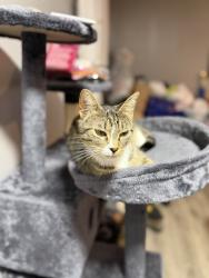 Lost Female Cat last seen Pasábamos por ahí y bajé y se soltó, Manakin-Sabot, VA 23103
