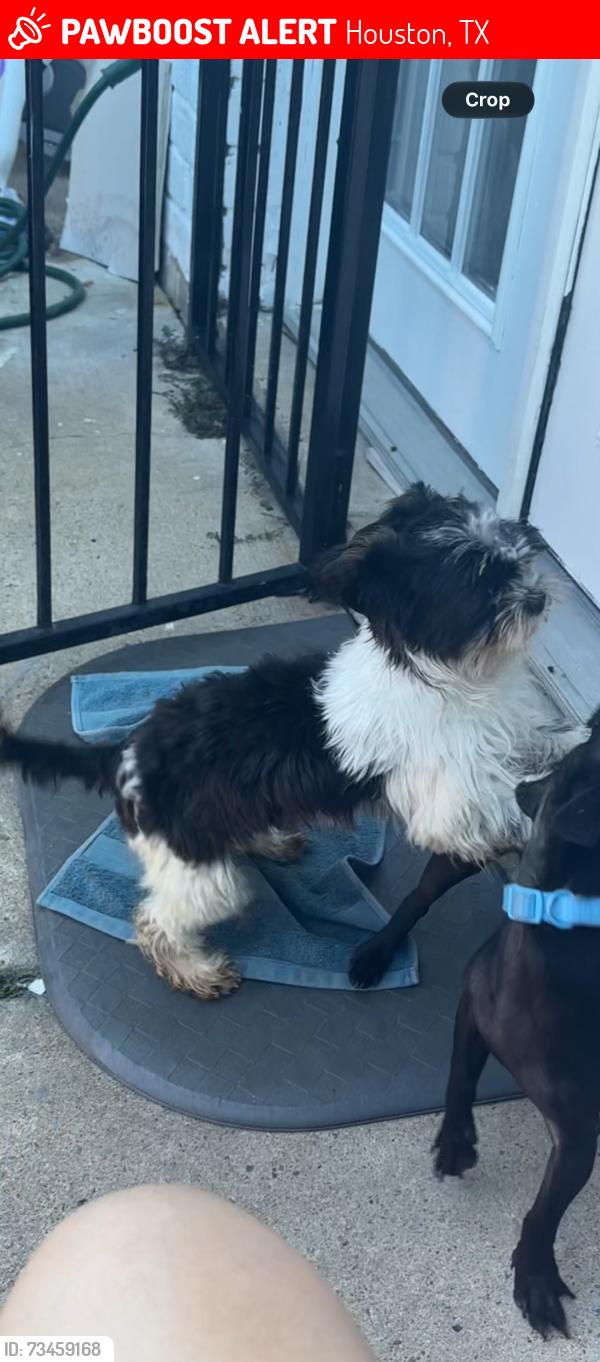 Lost Female Dog last seen Bellaire skirkwood, Houston, TX 77072