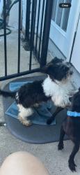 Lost Female Dog last seen Bellaire skirkwood, Houston, TX 77072