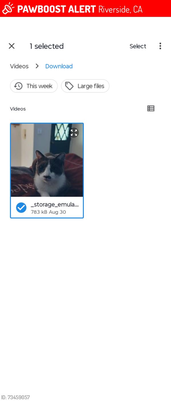 Lost Male Cat last seen his home on Rancho Vista Rd. close to Alessandro & Alexandra. star car wash would be the Landmark, Riverside, CA 92508